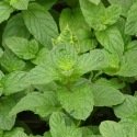 Menthe crépue (Mentha piperita) - 4 disques présemés