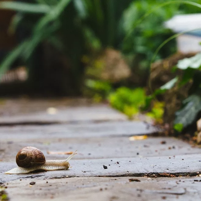 Pièges contre limaces et petits escargots - 2 pièces