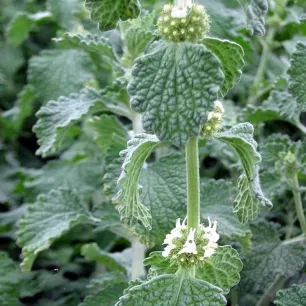 Marrube blanc - Marrubium vulgare 150 graines