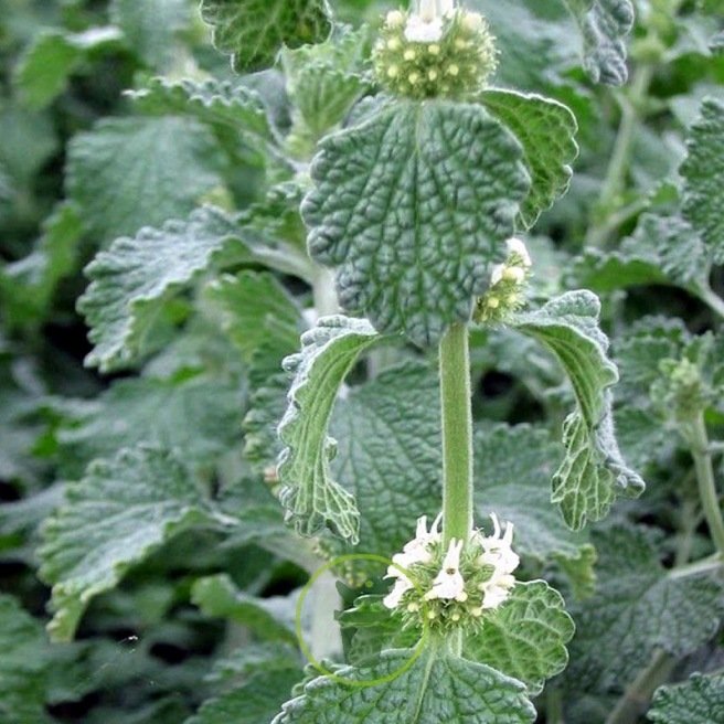 Marrube blanc – une plante médicinale polyvalente et rustique