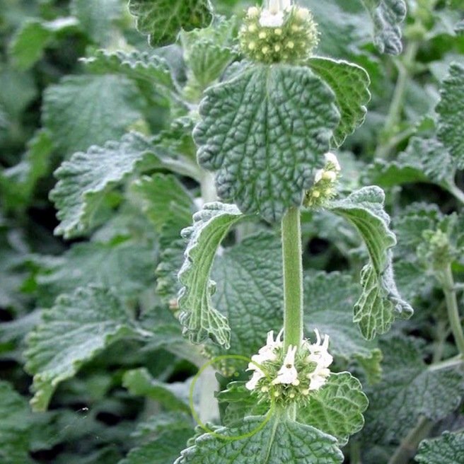 Marrube blanc - Marrubium vulgare 150 graines