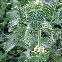 Marrube blanc - Marrubium vulgare 150 graines
