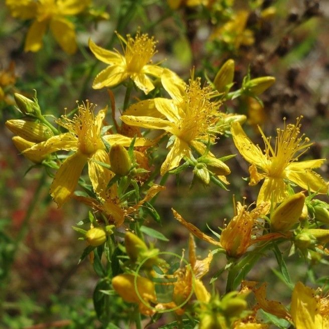 Millepertuis - Hypericum perforatum 1000 graines