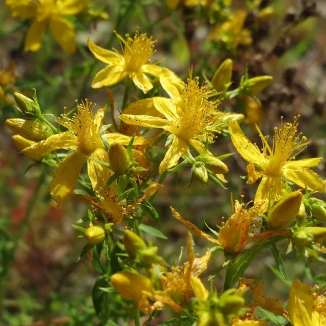 Millepertuis - Hypericum perforatum 1000 graines