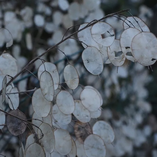 Lunaire - Monnaie du pape 200 graines