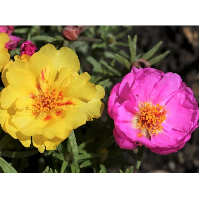 Pourpier à grandes fleurs varié 1000 graines 