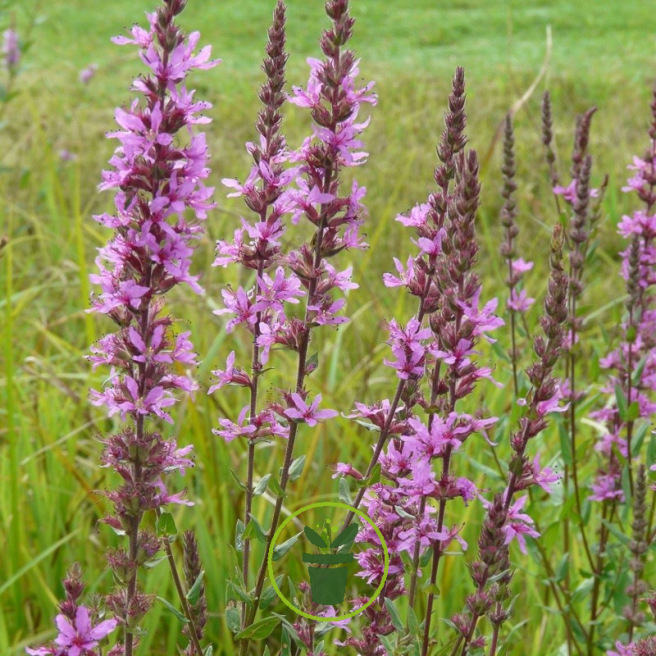 Salicaire Lythrum Salicaria Herbe Aux Coliques Graines