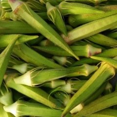 Okra - Gombo Clemson Spineless 100 graines