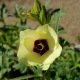 Okra - Gombo Clemson Spineless 100 graines