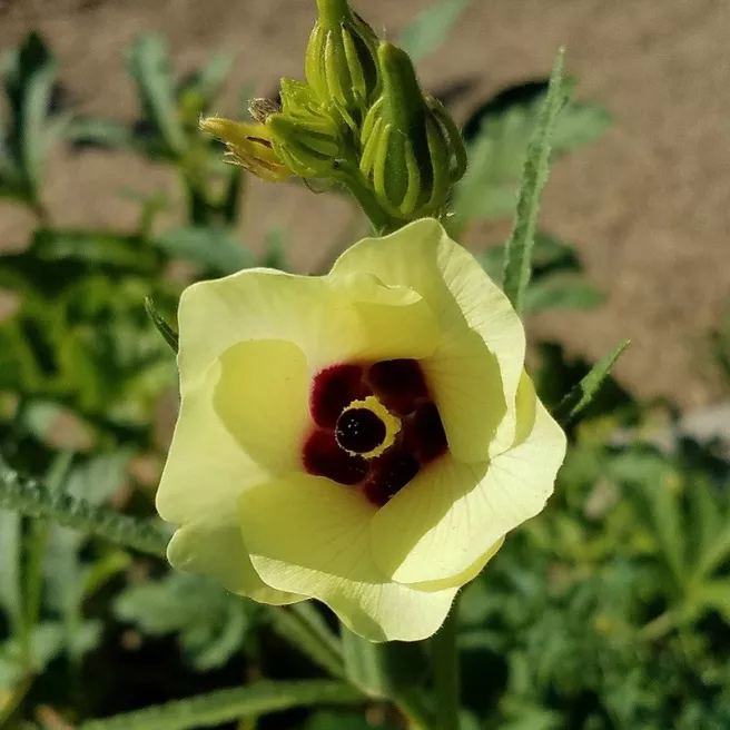 Okra - Gombo Clemson Spineless 100 graines