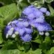 Ageratum houstonianum Blue Ball graines