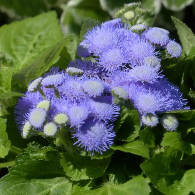 Ageratum houstonianum Blue Ball graines