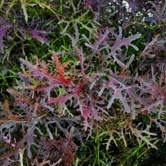 Mizuna pourpre - Chou japonais