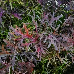 Mizuna pourpre - Chou japonais