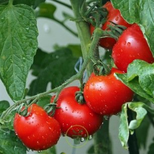 Tomate cerise pour balcon BIO 10 graines