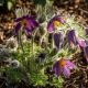 Anémone pulsatille - Pulsatilla vulgaris