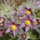 Anémone pulsatille - Pulsatilla vulgaris