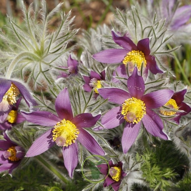 Anémone pulsatille - Pulsatilla vulgaris