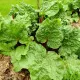 RHUBARBE VICTORIA 40 graines