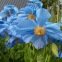 Pavot bleu de l’Himalaya – Meconopsis betonicifolia