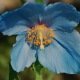 Pavot bleu de l’Himalaya – Meconopsis betonicifolia