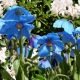 Pavot bleu de l’Himalaya – Meconopsis betonicifolia