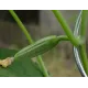 CORNICHON VERT PETIT DE PARIS 30 graines