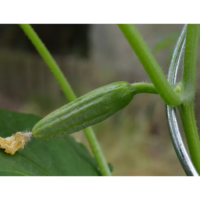 CORNICHON VERT PETIT DE PARIS 30 graines