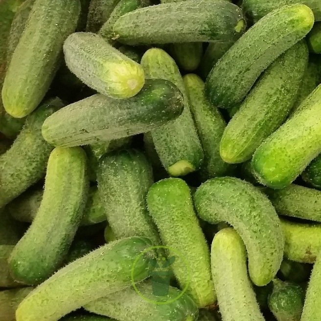 CORNICHON VERT PETIT DE PARIS 30 graines