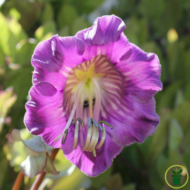 Cobée grimpante 10 graines