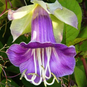 Cobée grimpante 10 graines