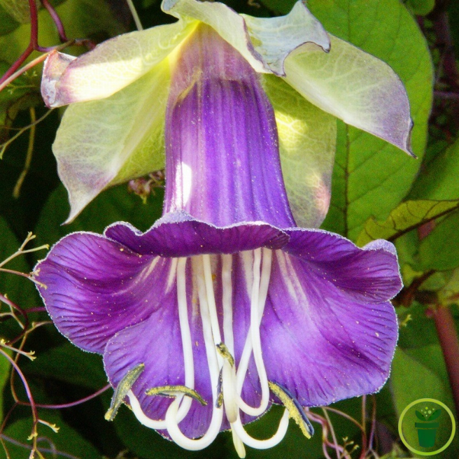 Cobée grimpante 10 graines