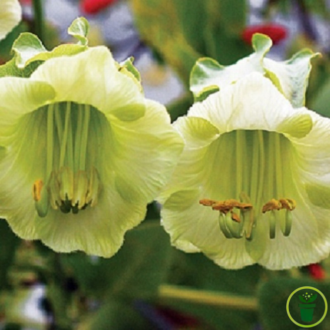 Cobée grimpante 10 graines