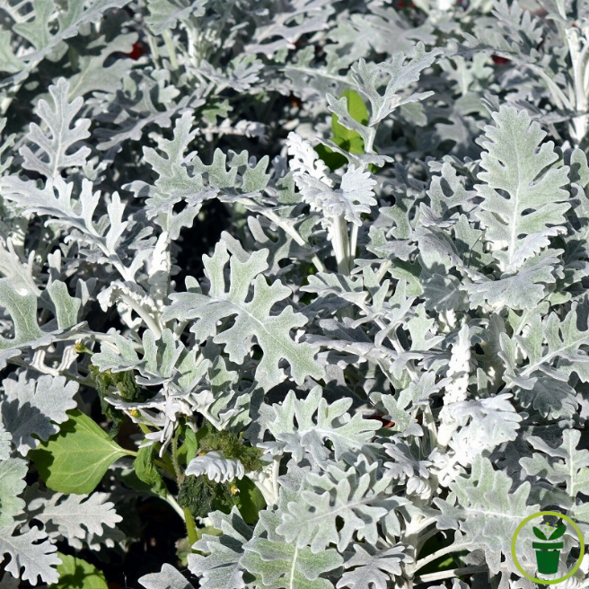 Cinéraire maritime 300 graines