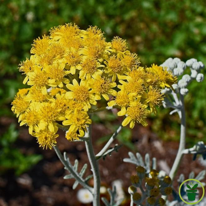 Cinéraire maritime 300 graines