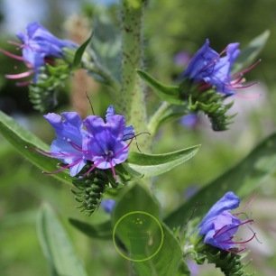 Vipérine - Echium plantagineum Blue Bedder 300 graines