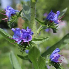 Vipérine - Echium plantagineum Blue Bedder 300 graines