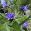 Vipérine - Echium plantagineum Blue Bedder 300 graines