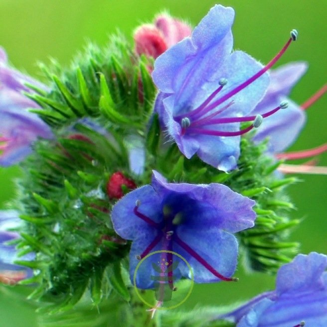 Vipérine - Echium plantagineum Blue Bedder 300 graines