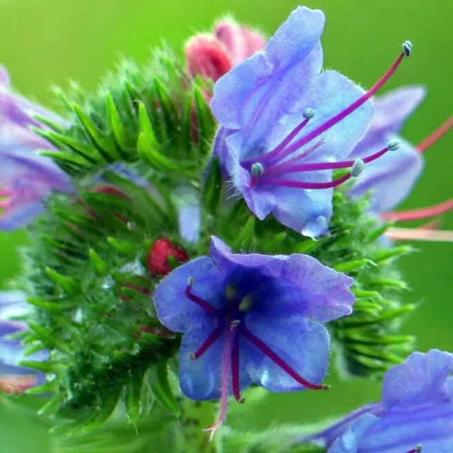 Vipérine - Echium plantagineum Blue Bedder 300 graines