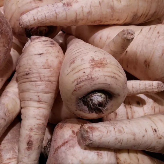 Panais de Guernesey 600 graines