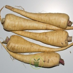 Collection Légumes oubliés - 6 types de Graines de légumes - Potager -  Radis, Panais