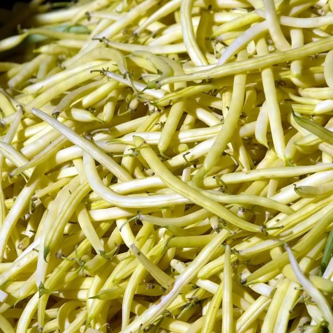 Haricot à rames Neckargold