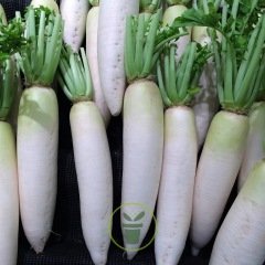 Radis blanc Chandelle de glace