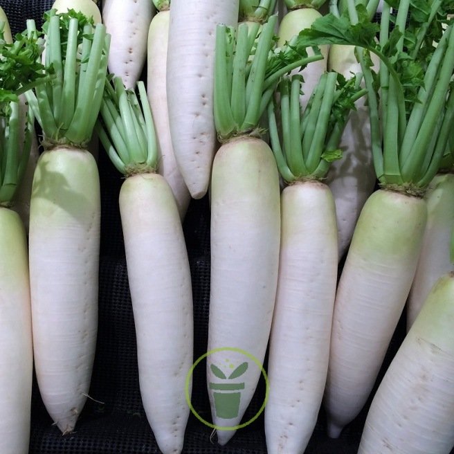 Radis blanc Chandelle de glace