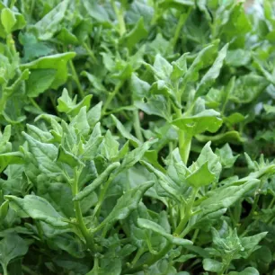 TETRAGONE CORNUE 30 graines