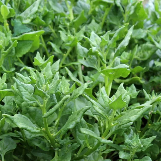 TETRAGONE CORNUE 30 graines