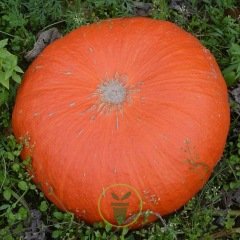 Potiron Rouge Vif d’Etampes – Graines BIO  6 graines