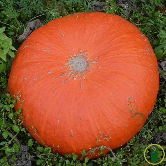 Potiron Rouge Vif d’Etampes – Graines BIO