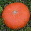 Potiron Rouge Vif d’Etampes – Graines BIO